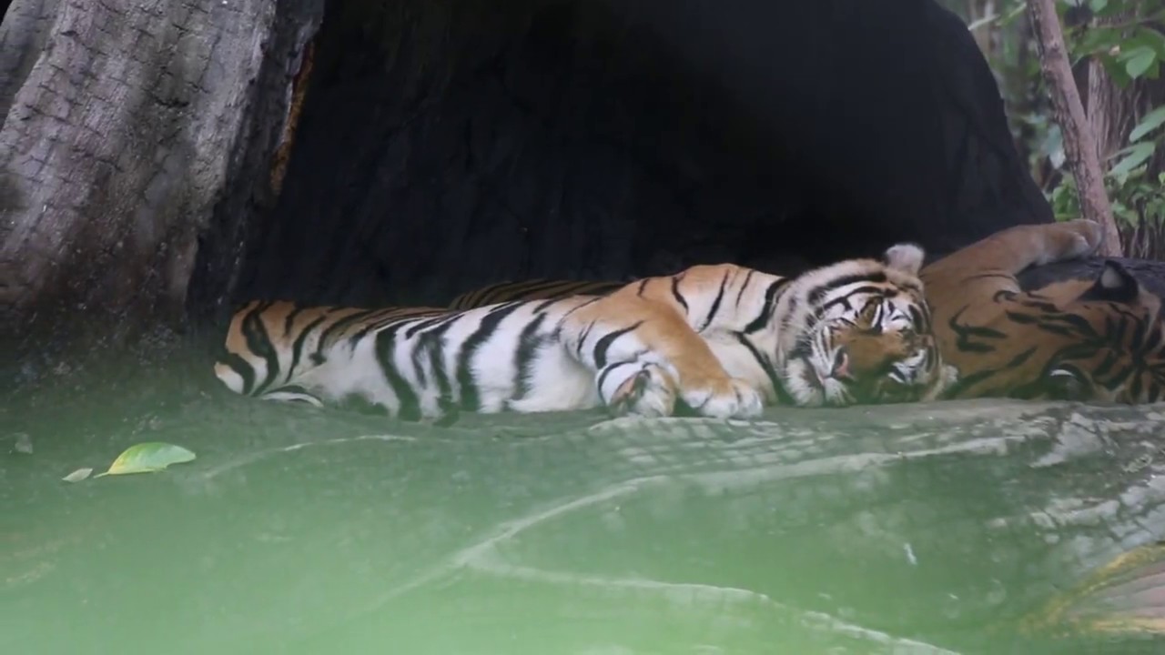 How do Tigers Sleep? [Phnom Tamao Zoo] YouTube