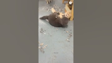 Cats Fight! 😼⚡ #kittenshorts #catfight #fight #cat #cutecats
