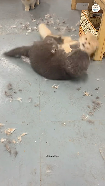 Cats Fight! 😼⚡ #kittenshorts #catfight #fight #cat #cutecats