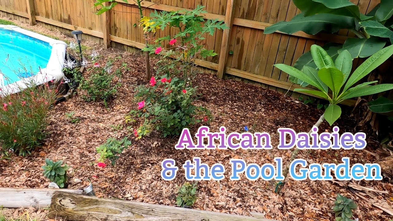 Tour of Pool Garden & uppotting African Daisies Southern Latitudes