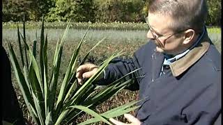Plant Selection - Adams Needle Yucca