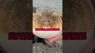 ¡NUNCA TOQUES ESTE PEZ!😱