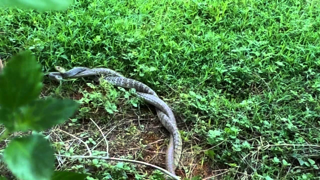 Snake Dance 2 @ Tiruvannamalai- India - YouTube