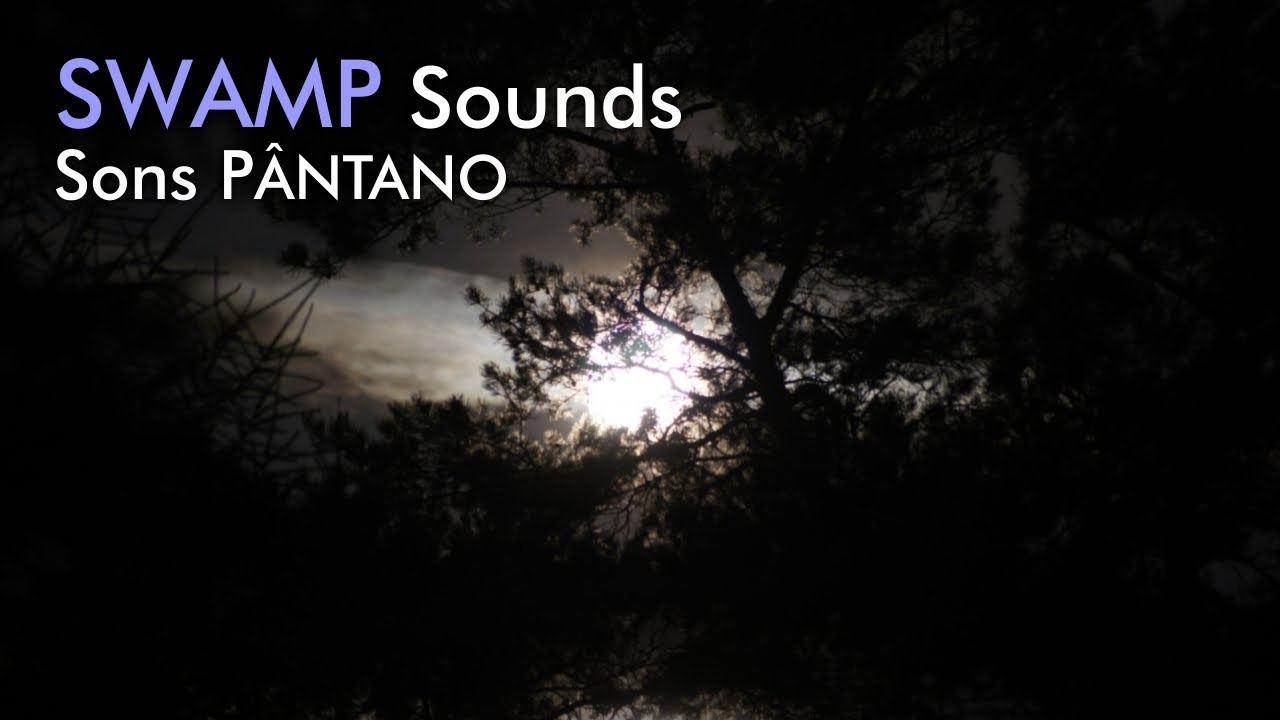 Swamp Sounds Nature Sleep Sounds Nighttime Ambience YouTube