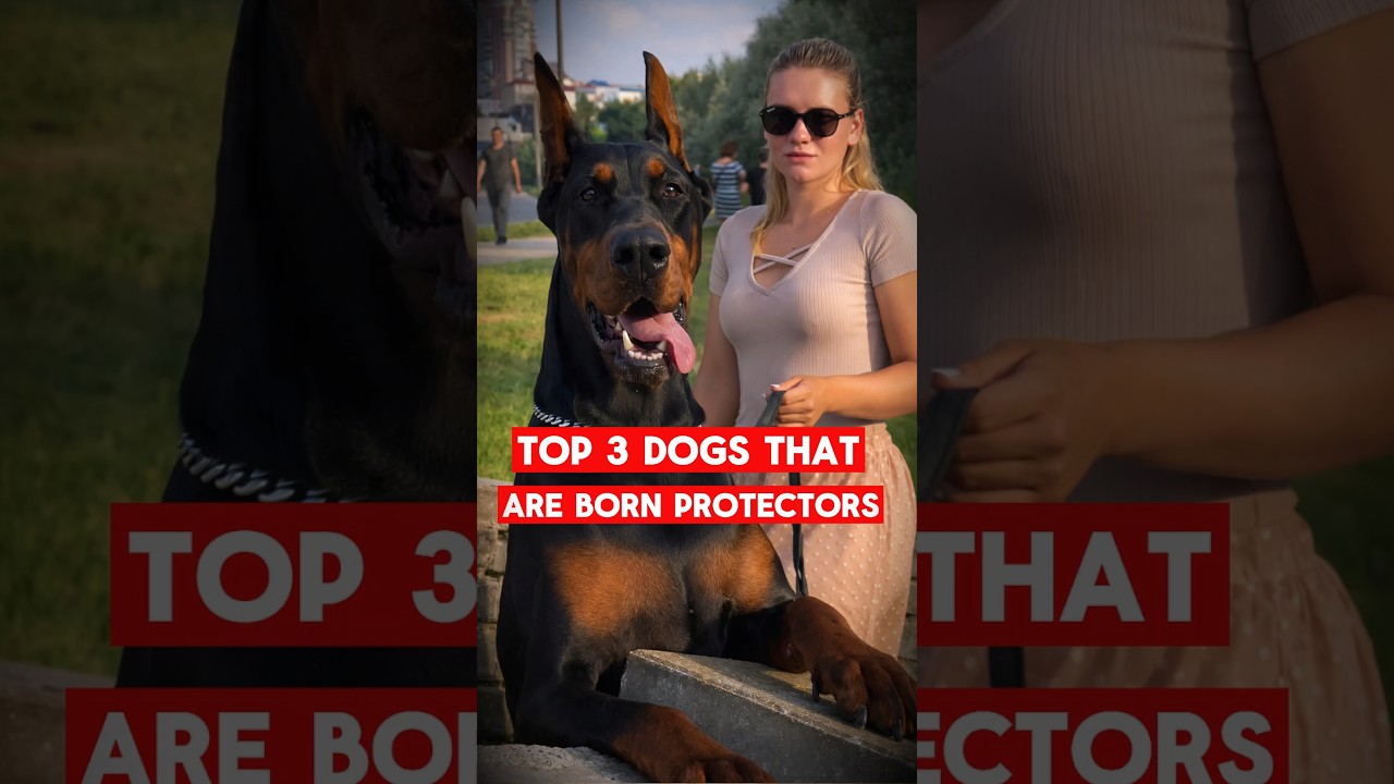 Три собаки, прирожденные защитники.