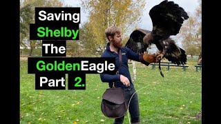 Saving Shelby the female golden part 2 by Hawk Riders 2,478 views 3 years ago 12 minutes, 47 seconds