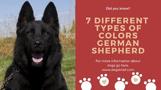 German shepherd colors| German Shepherd types of colors | 7 Different German Shepherd coat color