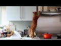 ピムスくんの盗み食い作戦①