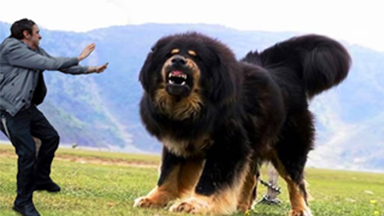 10 MOST DANGEROUS DOGS BREEDS IN THE WORLD , killer dogs
