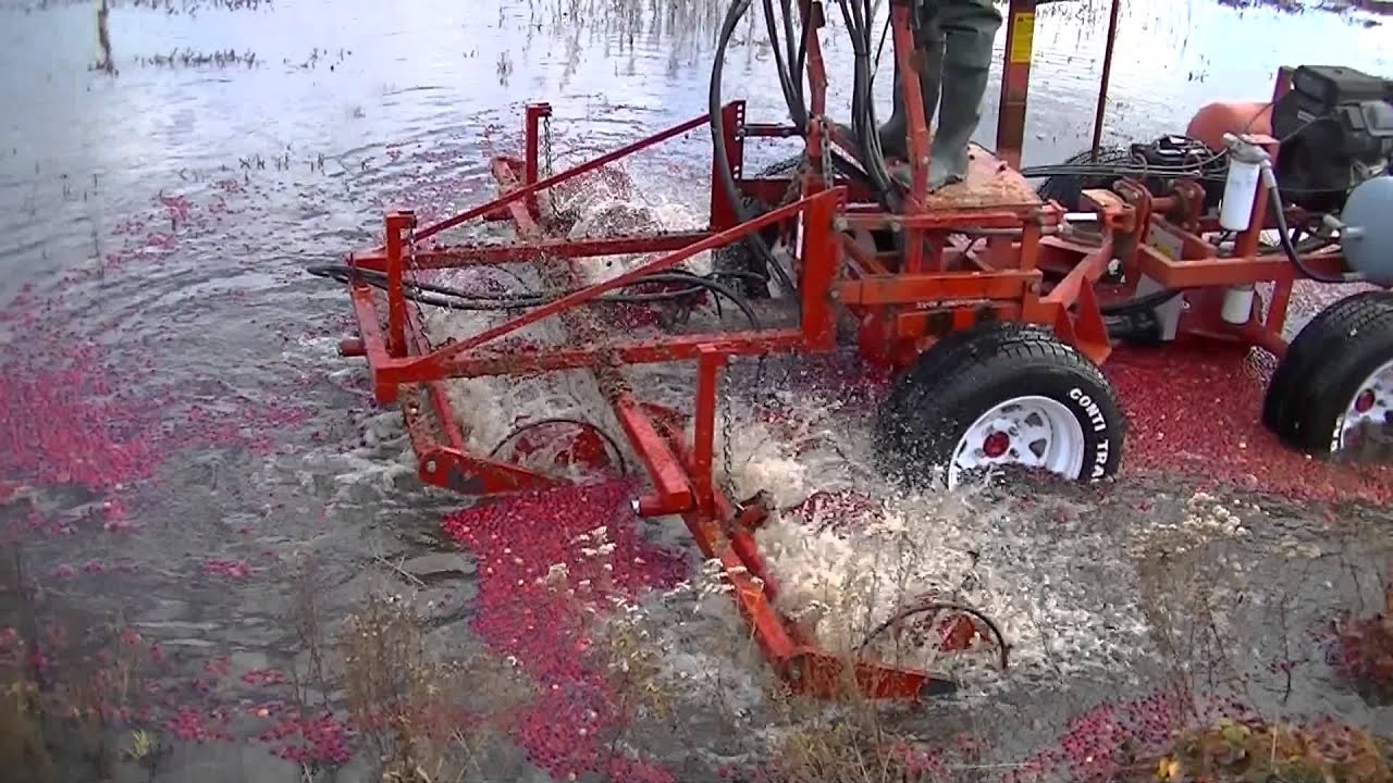 The Start of our Cranberry Harvest 2012 YouTube