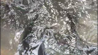 Movie Background, Scene 82: Fish In Water Sound Effect. (Efek Suara Ikan Di Air).