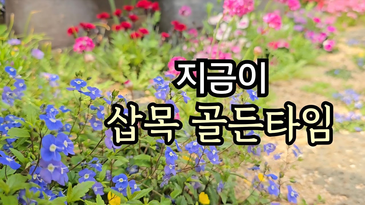 지금이 삽목 골든 타임/직삽목이 너무 잘 되는 화초 10+1/도심속 주택정원