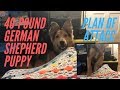 40-POUND GERMAN SHEPHERD PUPPY PLANS OF "ATTACK" | Vl.17+18