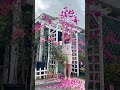 Soo pretty and amazing bougainvillea 💕💕💕