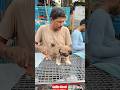 Pet Market Kolkata 😍/lowest price puppy dog/Gallif Street dogs #shorts #viral #dog #dogs #doglover