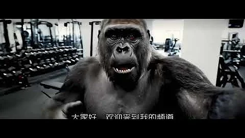 My first vlog in gym (Google VEO 3) | Monkey vlog |Ai monkey vlog #aimonkey #monkey