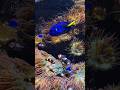 Aquatic World of Colorful Fish