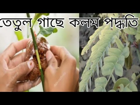 তেতুল গাছে কিভাবে কলম করতে হয় Sweet Tamarind Grafting