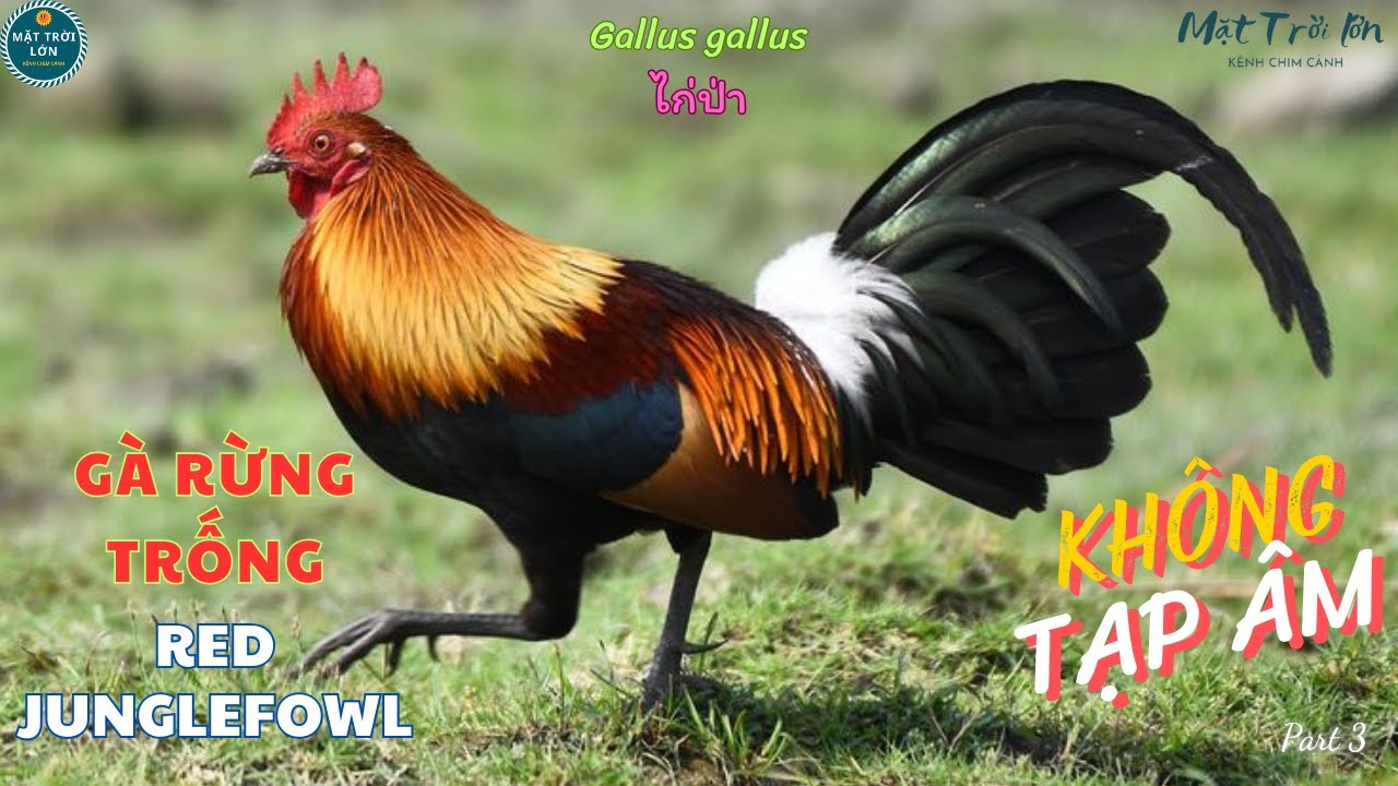 ✅Tiếng Gà trống rừng mồi chuẩn không tạp âm | Red Junglefowl call | Gallus gallus | ไก่ป่า (P3)