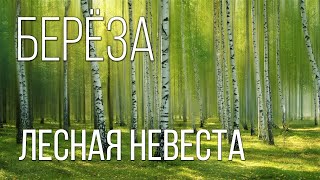 Берёза: Лесная 