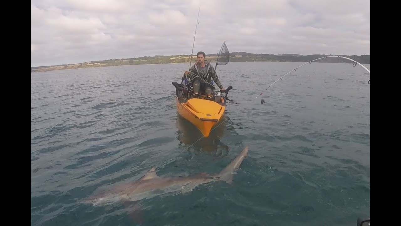 Bronze Whaler Shark Kayak Fishing Westernport YouTube