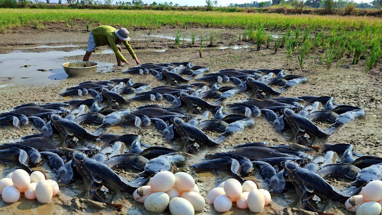 wow best hand fishing, pick duck eggs in the rice field and catch a lot ...