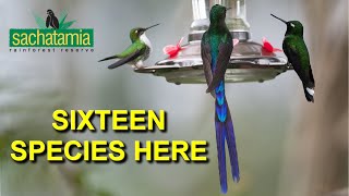Sixteen Hummingbird Species at One Location in Ecuador