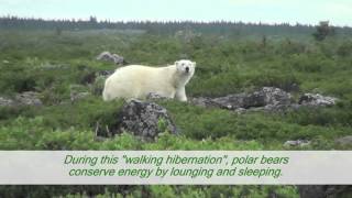 Churchillwild Polar Bear Expedition