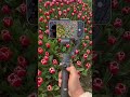 Osmo Mobile 8 | 곧 다가올 봄, 스마트폰으로 꽃이 피는 순간을 기록해보세요!