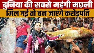 Teliya Bhola Fish Most Expensive Fish उडस म मल दनय क सबस महग मछल तलय भल