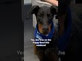 Meet a Puppy Bowl athlete - she's ready for the big game! #superbowlsunday #puppybowl