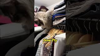 Maine Coon cat Tiger in mom's closet