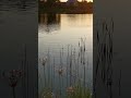 #клёв#рыбалка#улов#река#хурдун#икряное#утро#лето#fish#fishing#shorts#shortvideo