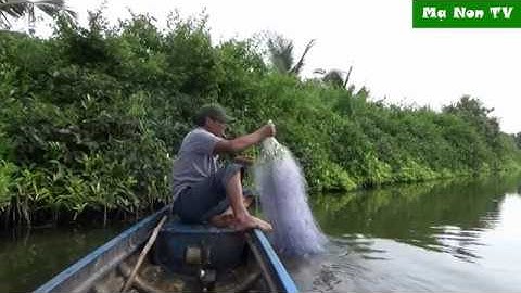 Trời chiều đi giăng lưới dính 2 con cá rô phi hơn 1kg / fish and fishing