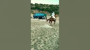 فرقة الرفاعة نقاوس شاوية 