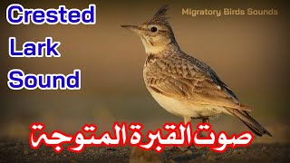 صوت القبرة المتوجة (زرعية) | Crested Lark Sound