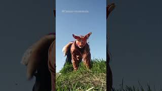 Cute video ^^ #foxtherian #therian #1fox #halloween #cosplay #halloween #lifeisbutadream #horse