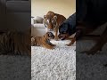 赤ちゃんと犬　A Rottweiler stared at by a tiger