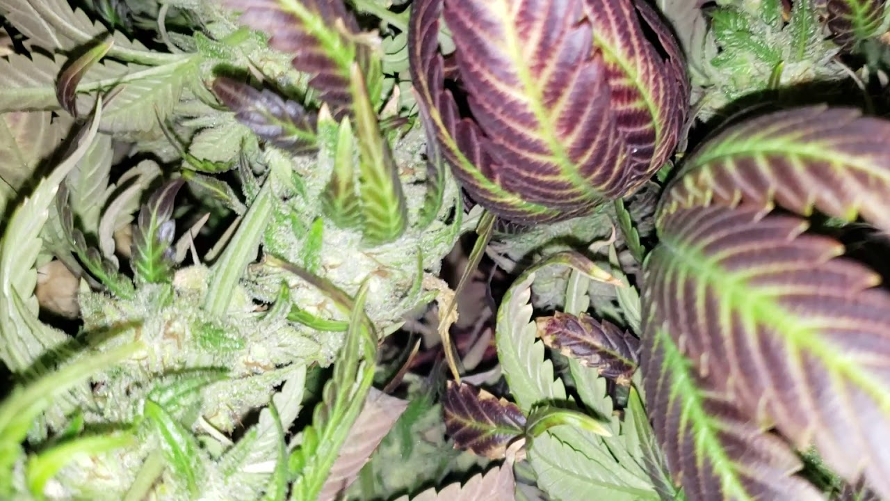 Garden documentary cherry Garcia and skunk Hero harvest !!! YouTube