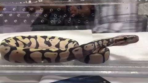 Scaleless ball python