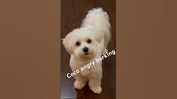 Coco Angry Barking Barking Angry Dog Maltese Coco Puppies Dogshorts 