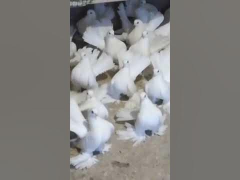 Голуби ейские двухчубые статные