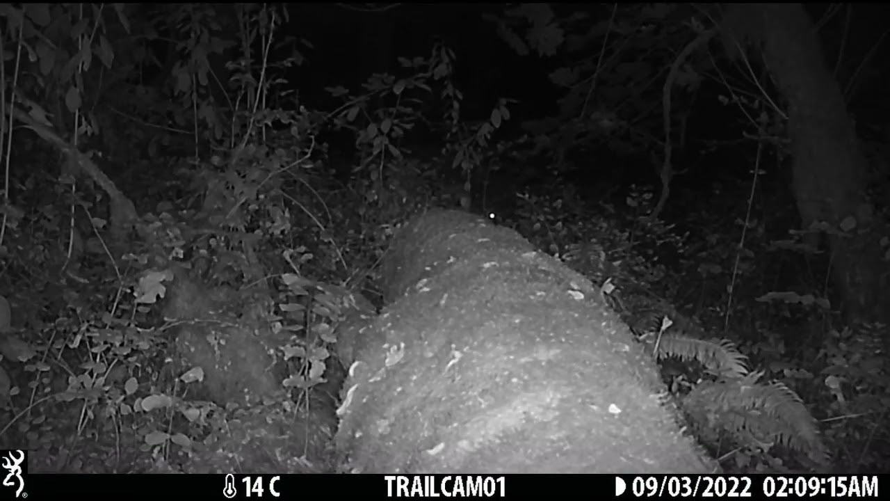 Flying squirrels scamper about on a fallen tree