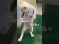 病院の先生に好き放題触られても無抵抗な子猫