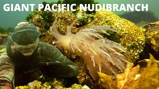 Freediving to find the giant pacific nudibranch