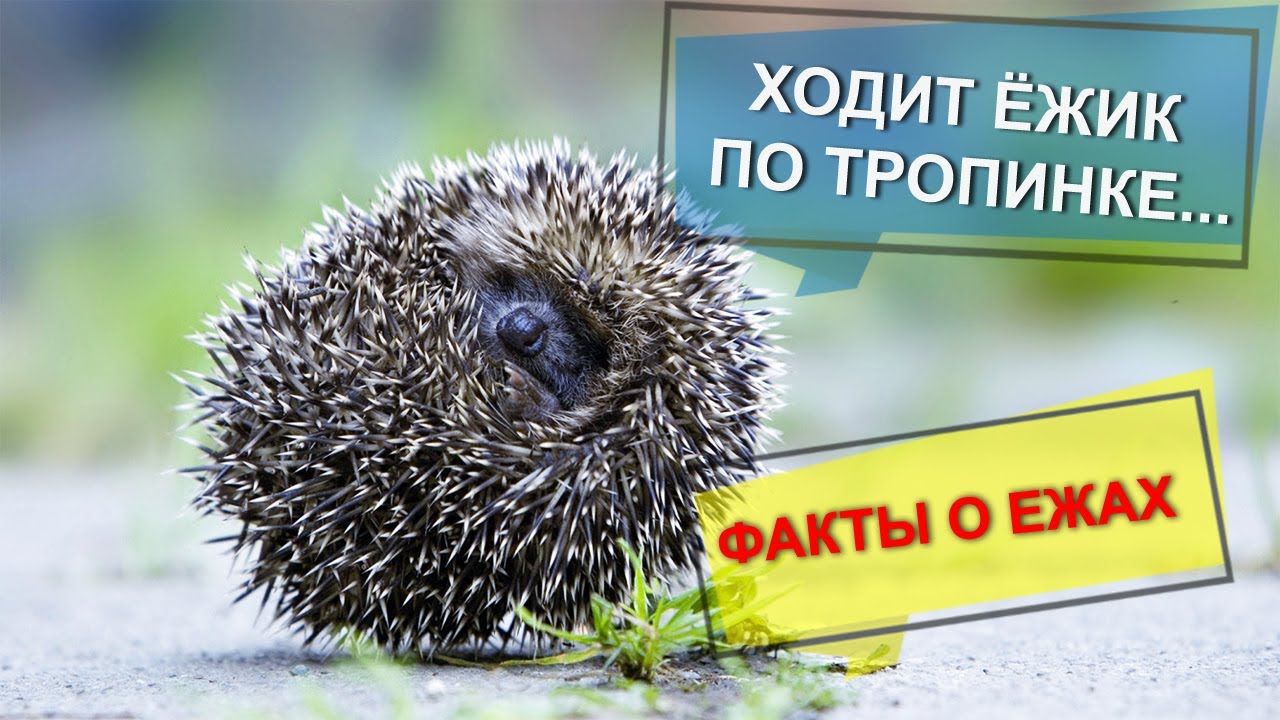 Железнова колючий ежик. Жил в лесу колючий ежик. жил в лесу колючий ежик да-да-да-да. катится колючий ежик. жил в лесу колючий ежик минус.