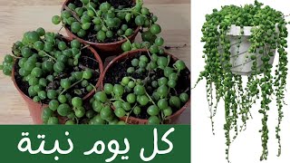 كل يوم نبتة الحلقة  28 نبات عقد اللؤلؤ - One plant a day - Senecio rowleyanus (string of pearls)