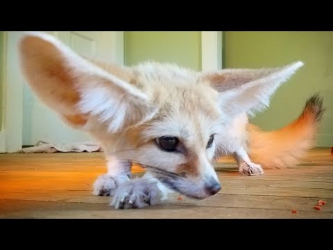 pets and animals for sale New Sandpit For Scout The Fennec Fox & Fixing Sink (LiveStream)