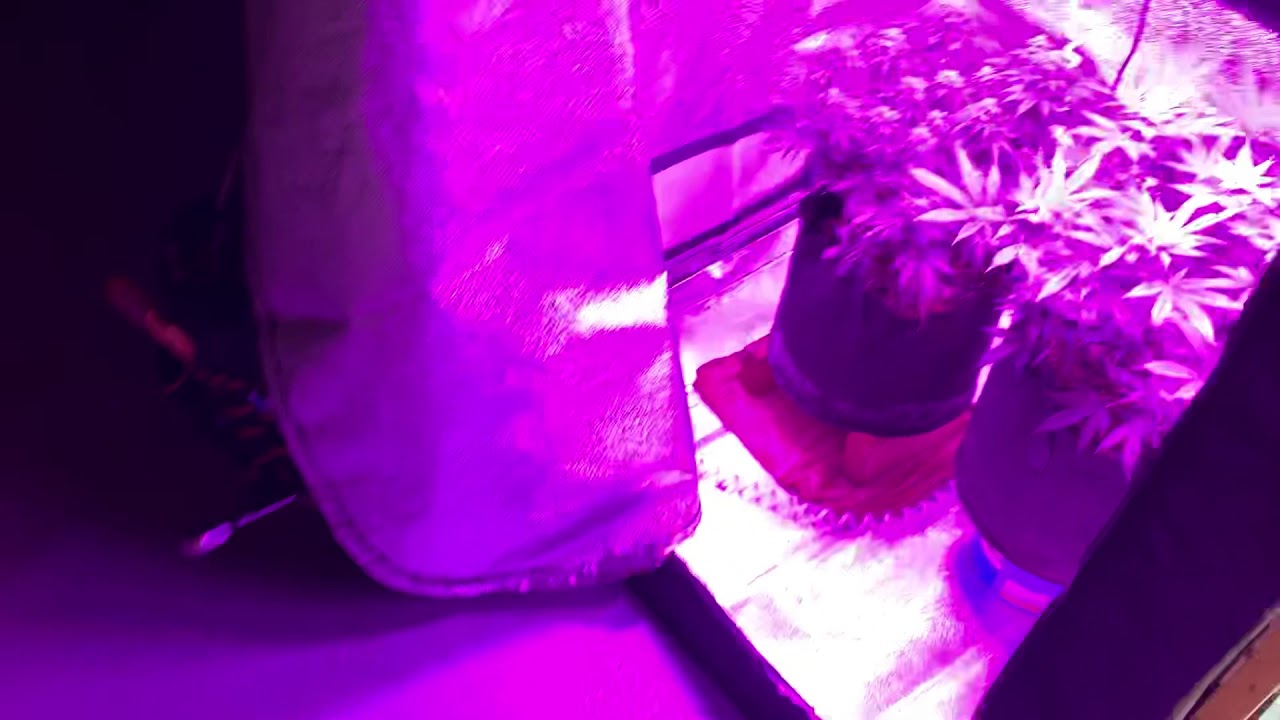 The Weedly Update. Week 7 Flower. Buds A Swelling.