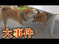 ずっと不仲だった兄柴犬と弟柴犬の間に、想像もしなかったことが起きました。